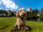 the Rich History of the Lagotto Romagnolo