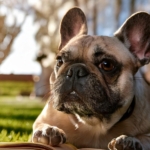 The Ultimate French Bulldog Handbook