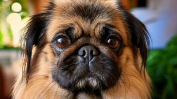 The Ultimate Guide to Caring for a Long-Haired Pug