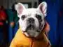 The Ultimate Guide to French Bulldog Costumes for Humans