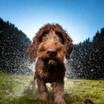 The Versatile Lagotto Romagnolo