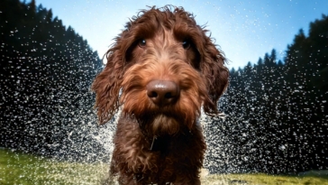 The Versatile Lagotto Romagnolo