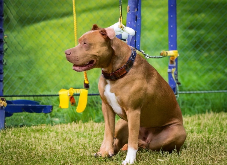 Training Techniques for Pitbull