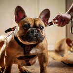 Training Your French Bulldogs