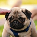 Training Your Pug Puppy