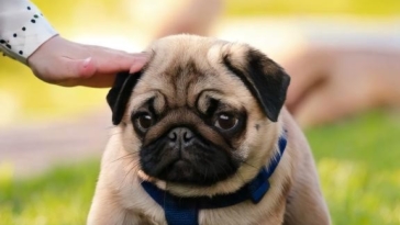 Training Your Pug Puppy