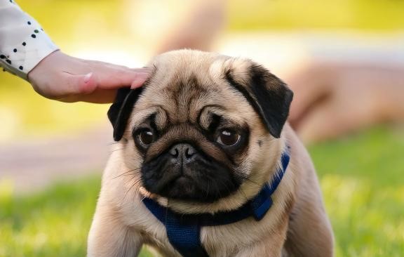 Training Your Pug Puppy