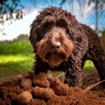 Unearthing Truffles