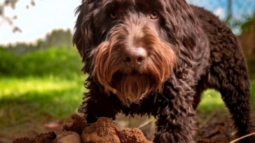 Unearthing Truffles