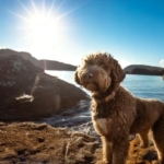 Unlocking the Potential of Your Lagotto Romagnolo