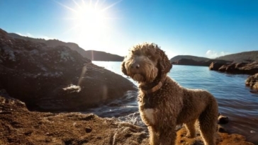 Unlocking the Potential of Your Lagotto Romagnolo