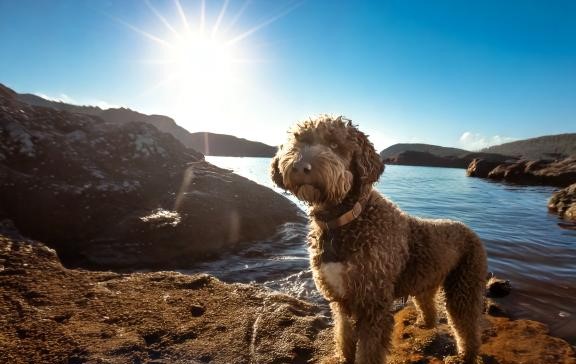 Unlocking the Potential of Your Lagotto Romagnolo