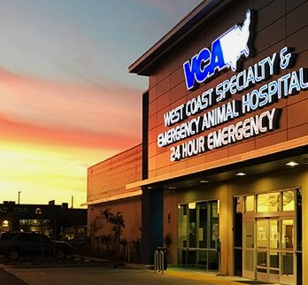 Why VCA Pet Hospitals are a Top Choice for Your Dog’s Health