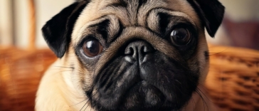 Adopt a Pug