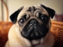 Adopt a Pug