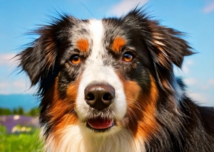 Australian Shepherd Dogs