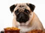 Best Food For Pug