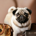 Best Pugs Accessories