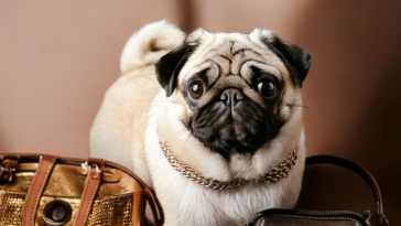 Best Pugs Accessories