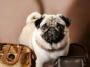 Best Pugs Accessories