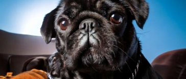 Celebrity Owned Pugs