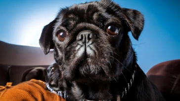 Celebrity Owned Pugs