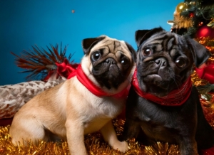 Celebrity Owned Pugs