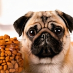 dog foods for pugs