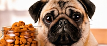 dog foods for pugs