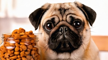 dog foods for pugs