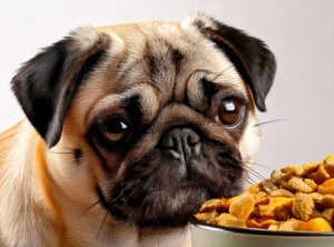 dog foods for pugs