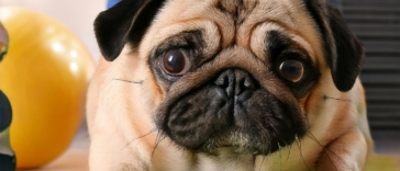 How to Training a Pug