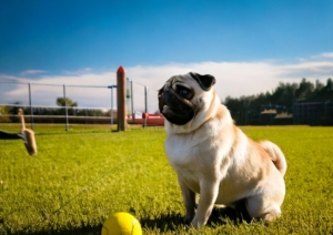 How to Training a Pug