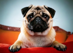 Fun Facts About Pugs