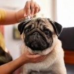 Grooming Your Pug