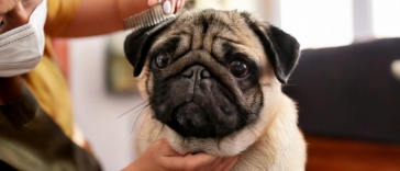 Grooming Your Pug