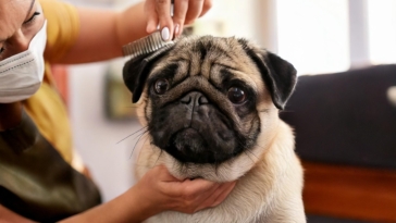 Grooming Your Pug