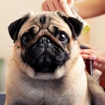 Pugs Grooming