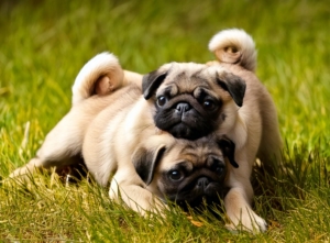 Grumble Pugs