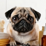 Hypoallergenic Products for Your Pug