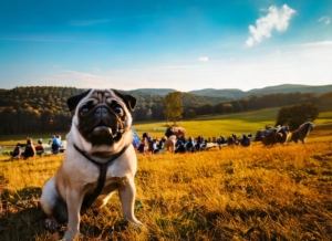 Mahoning Valley Pug Fest