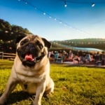 Mahoning Valley Pug Fest