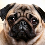 Popular Pug Names