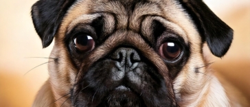Popular Pug Names