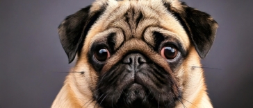 Fun Facts About Pugs