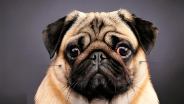 Fun Facts About Pugs