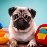 Pug Accessories and Toys