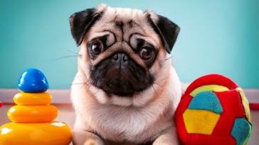 Pug Accessories and Toys