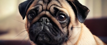 Pug Behavior Problems