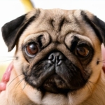 Pug Care Guide